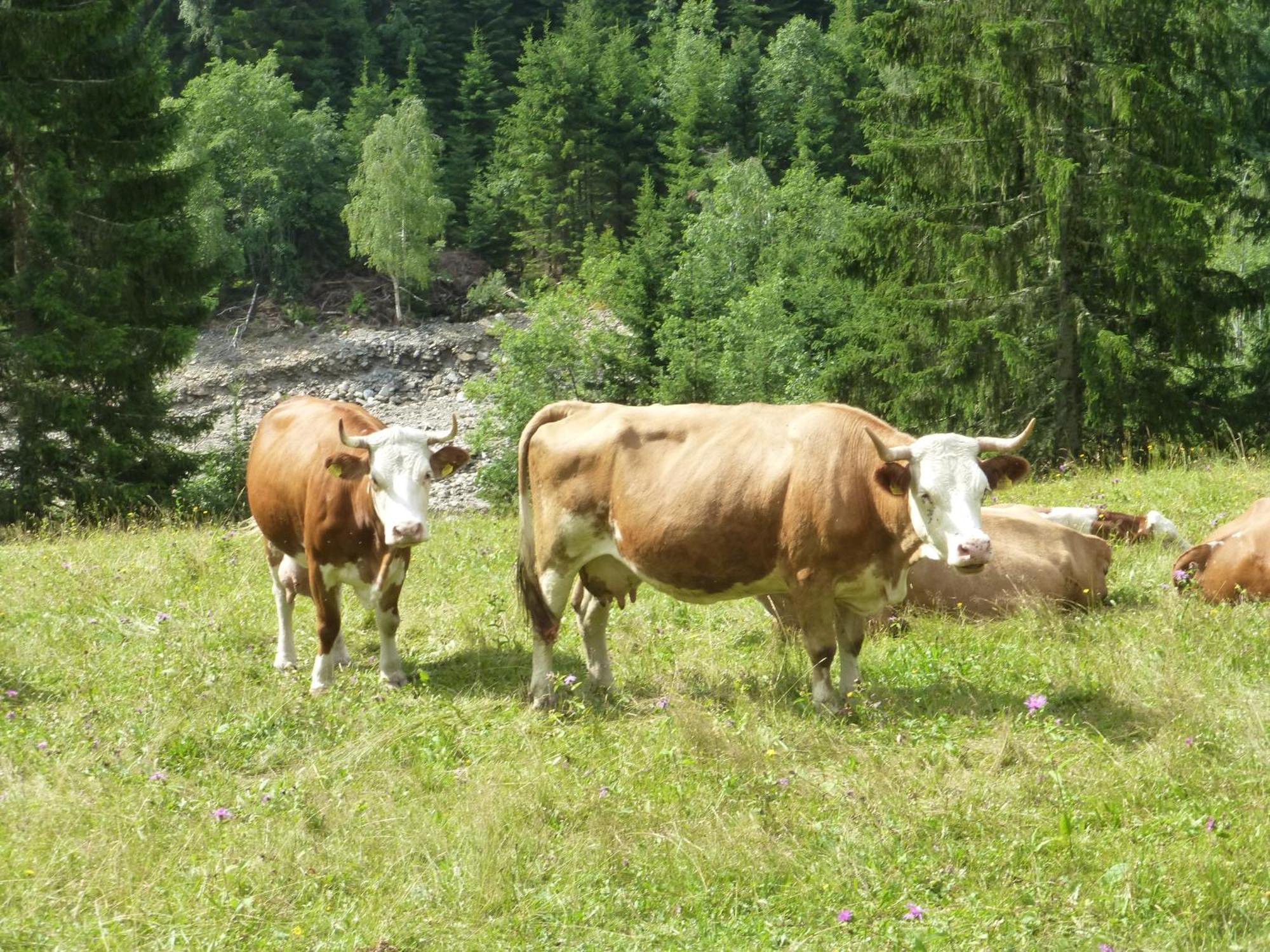 B&B,Bergheimat Oase Irschen Luaran gambar